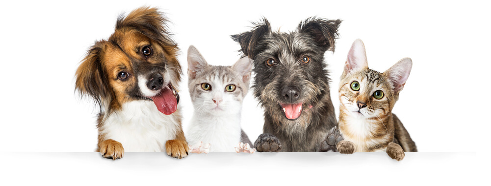 dogs and cats image