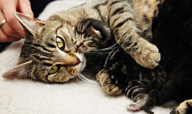 Cat asleep on pillow image