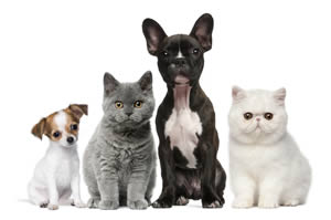 Puppies and kittens image